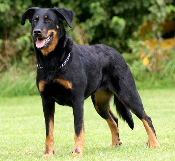 щенки босерона