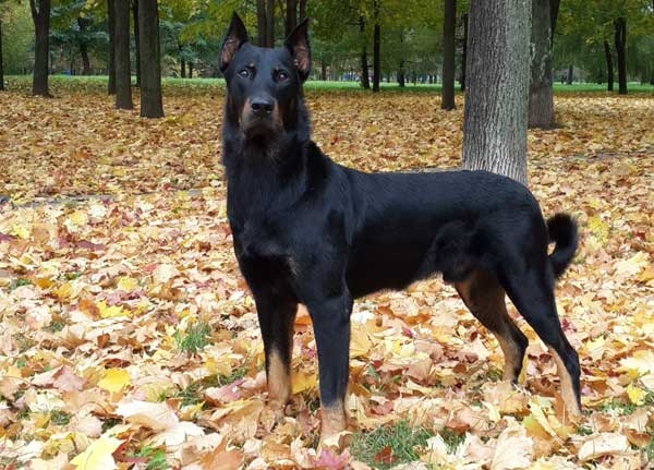 французская овчарка фото
