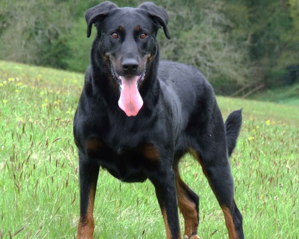 французская овчарка босерон