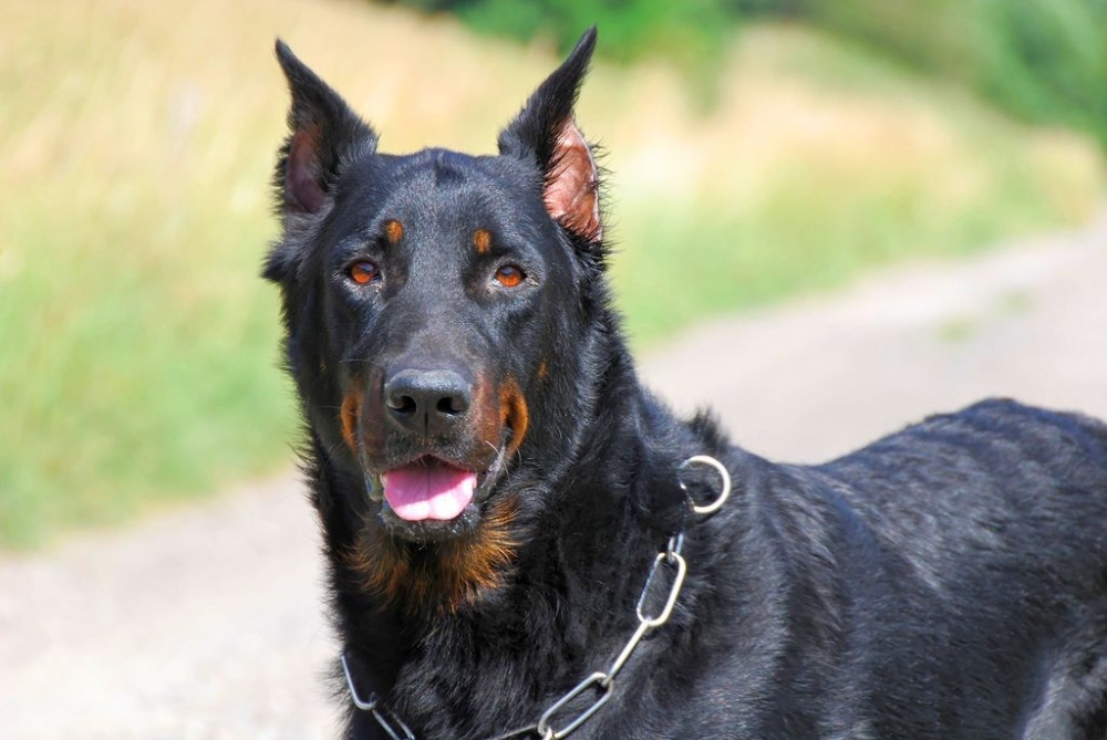 французская пастушья собака