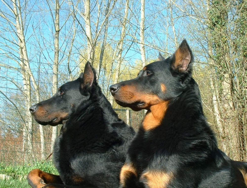 французская пастушья собака