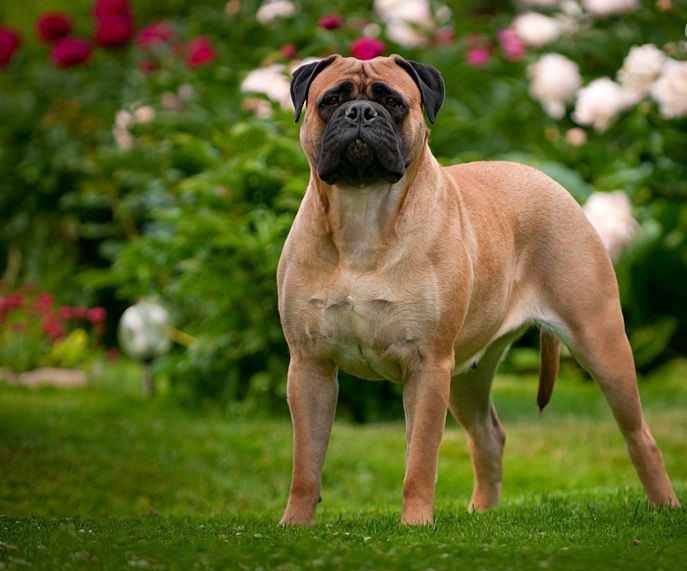 бульмастиф описание породы