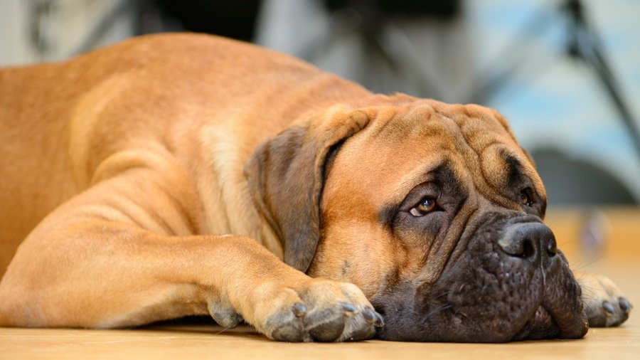 бульмастиф фото