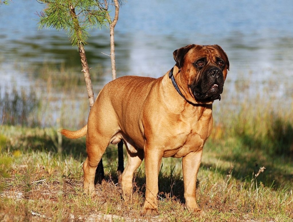 бульмастиф описание породы