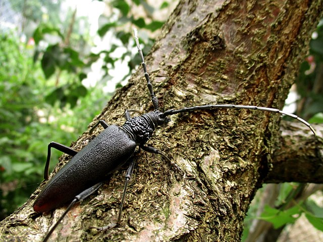 Жук дровосек - описание, питание, как выглядит, статус в красной книге