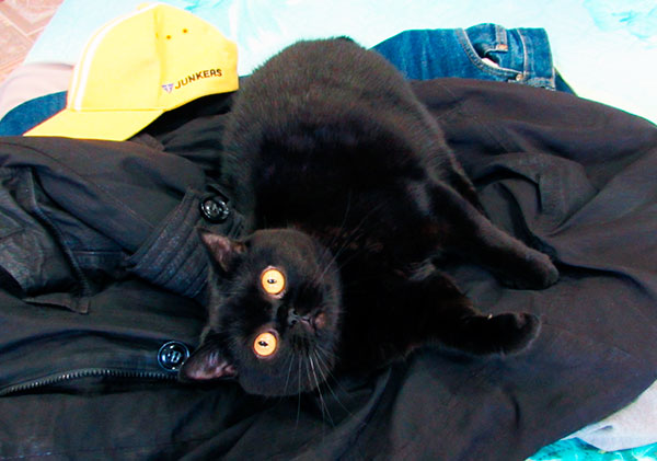 черная кошка