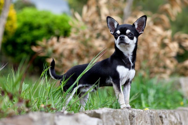 Маленькие породы собак