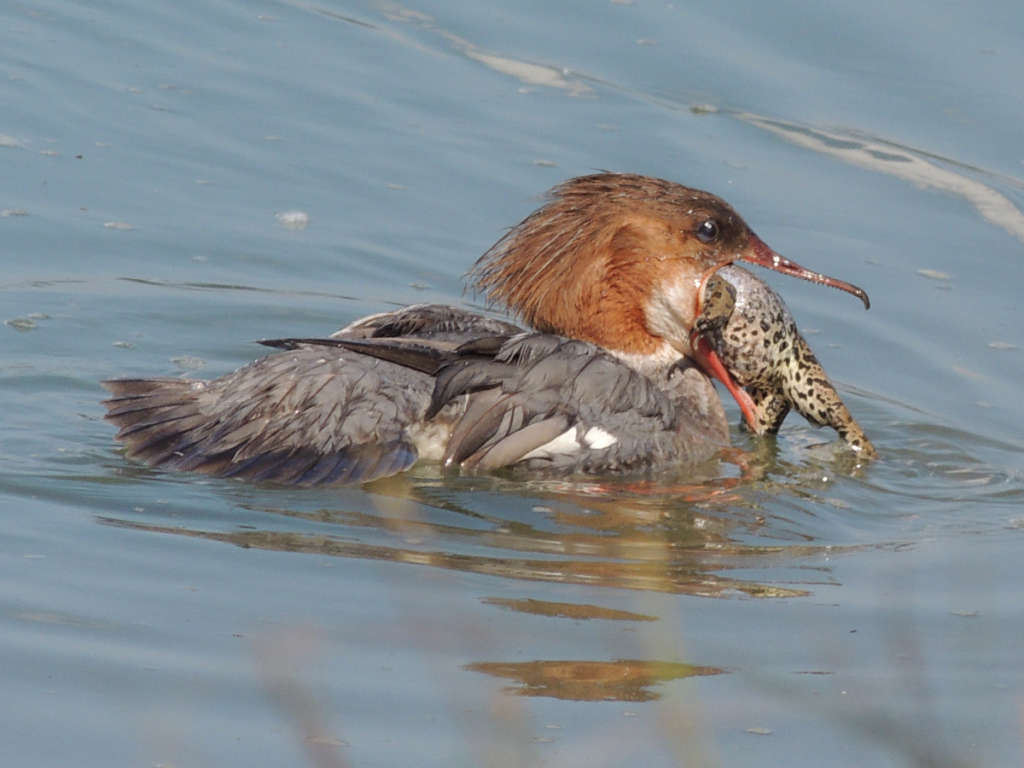 Великий ловец троллей ест рыбу