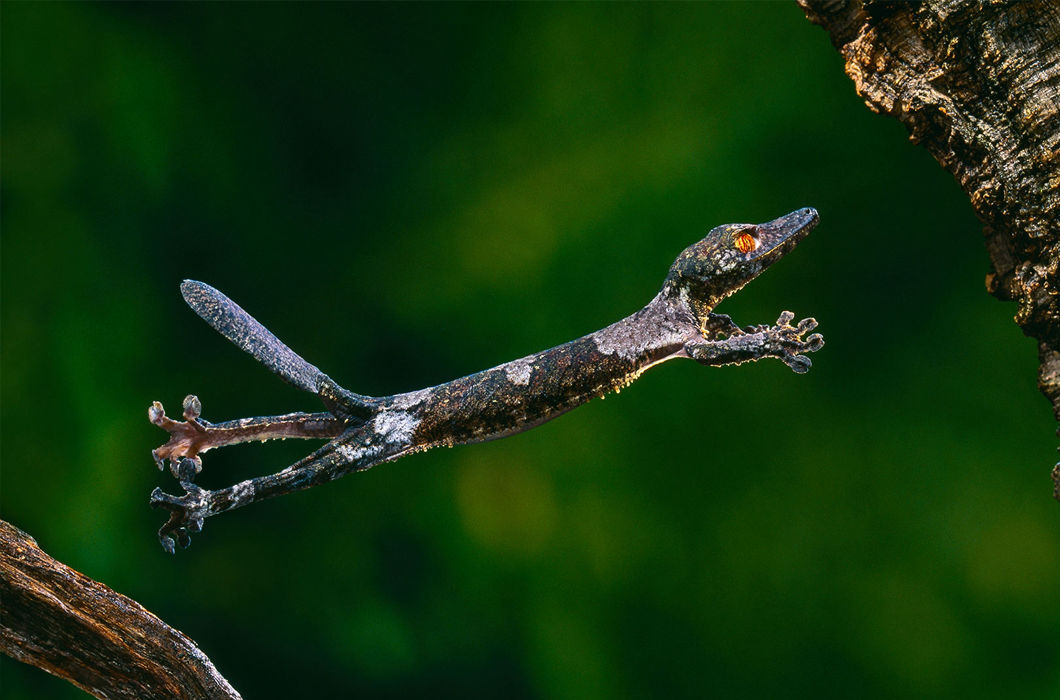 образ жизни ящерицы