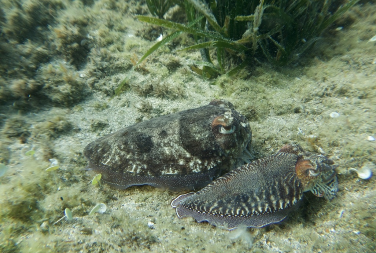 Кальмар всплеск Кальмар всплеск
