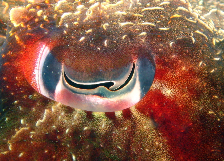 Кальмар всплеск Кальмар всплеск