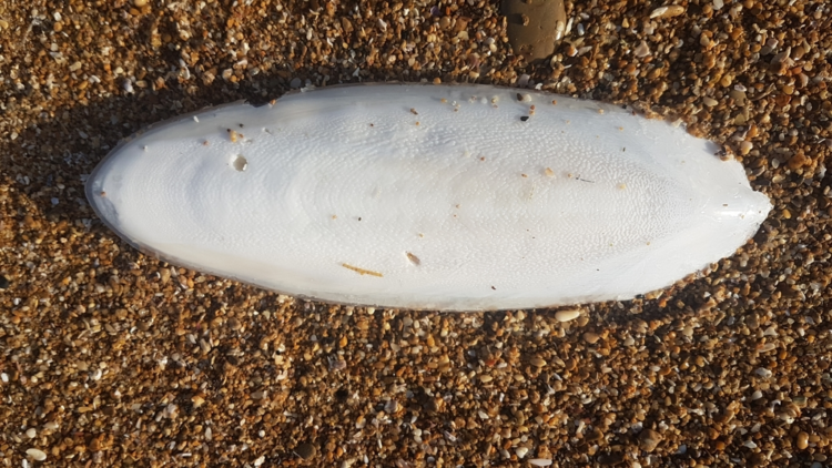 Кальмар всплеск Кальмар всплеск