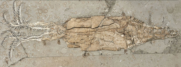 Кальмар всплеск Кальмар всплеск