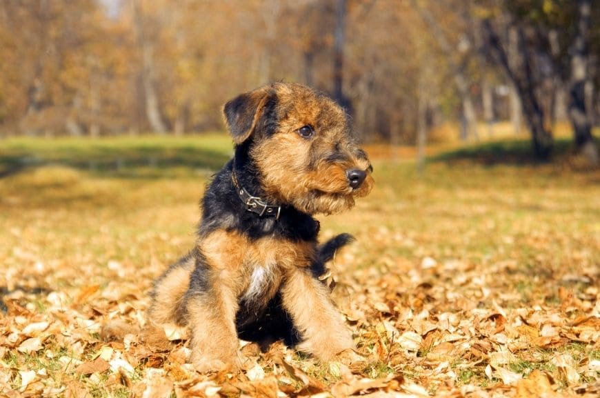 Как выбрать щенка эрдельтерьера