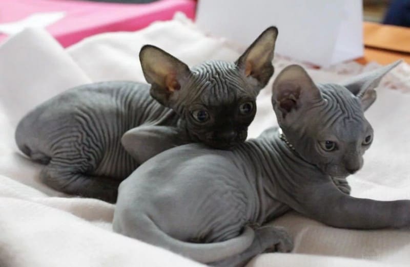 Порода канадский сфинкс: описание, характер