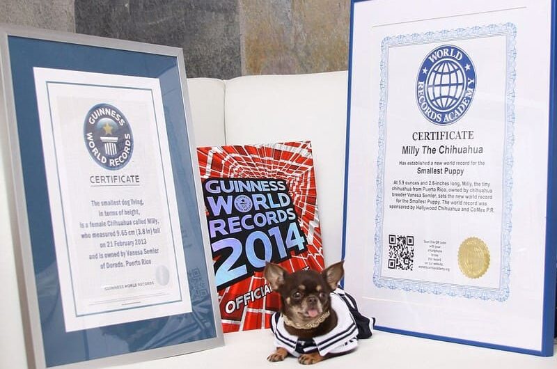 Маленькие породы собак