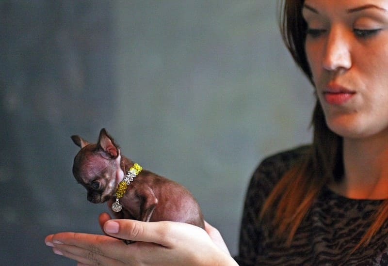 Маленькие породы собак