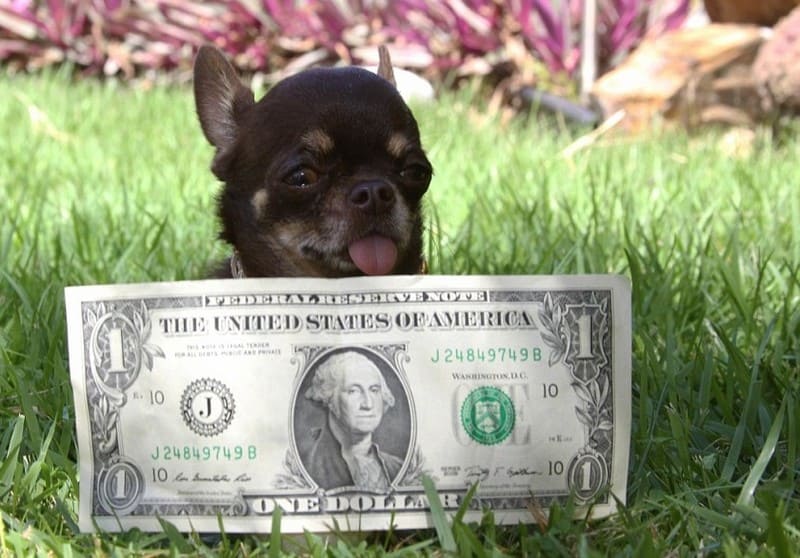 Маленькие породы собак