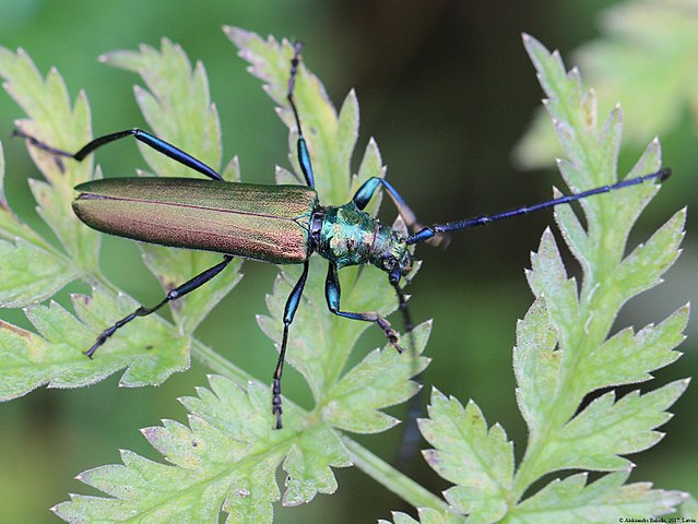 Жук дровосек - описание, питание, как выглядит, статус в красной книге