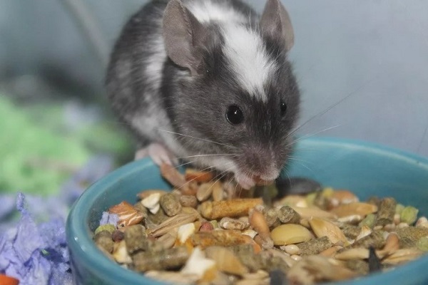 Домовая мышь