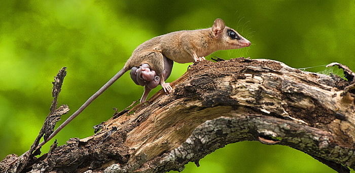 Мышиный карликовый опоссум