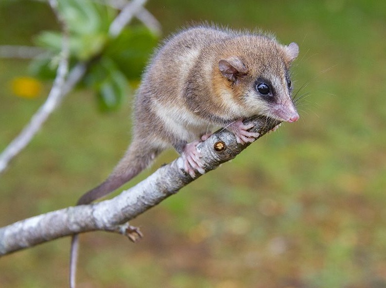 Соневидный опоссум - Dromiciops gliroides