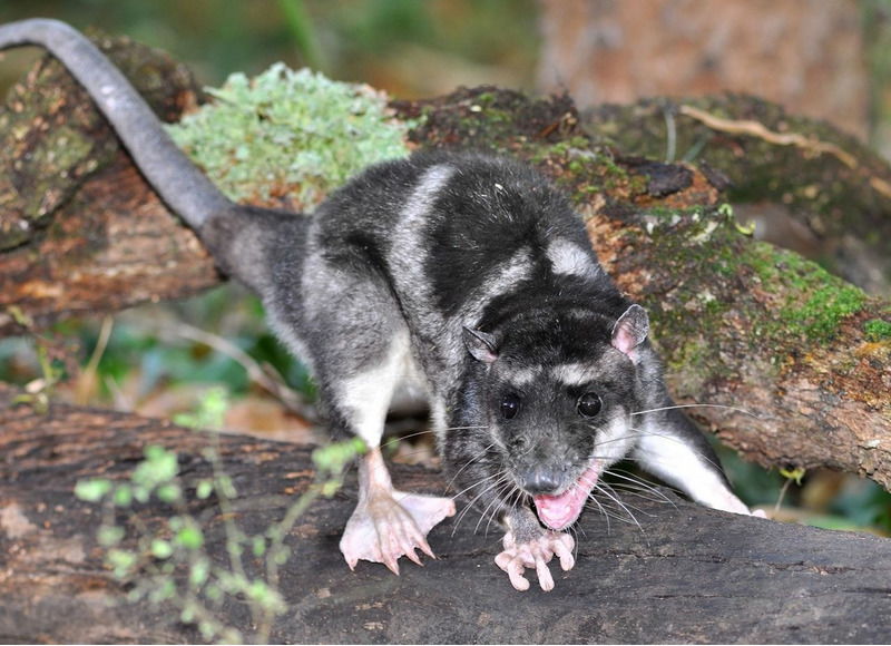 Водяной опоссум - Chironectes minimus