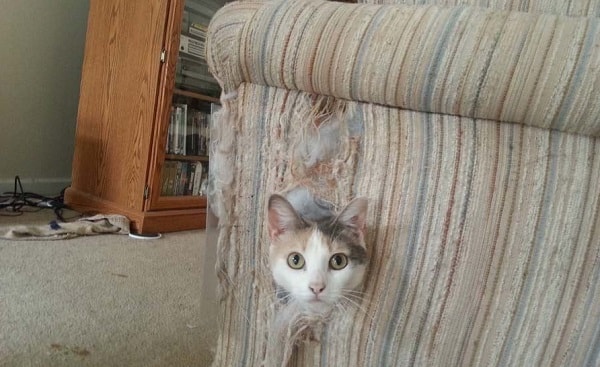 кошка шкодит