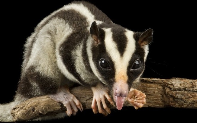 Полосатый густошёрстный опоссум