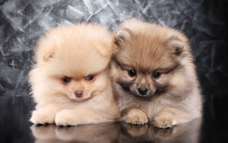 Маленькие породы собак