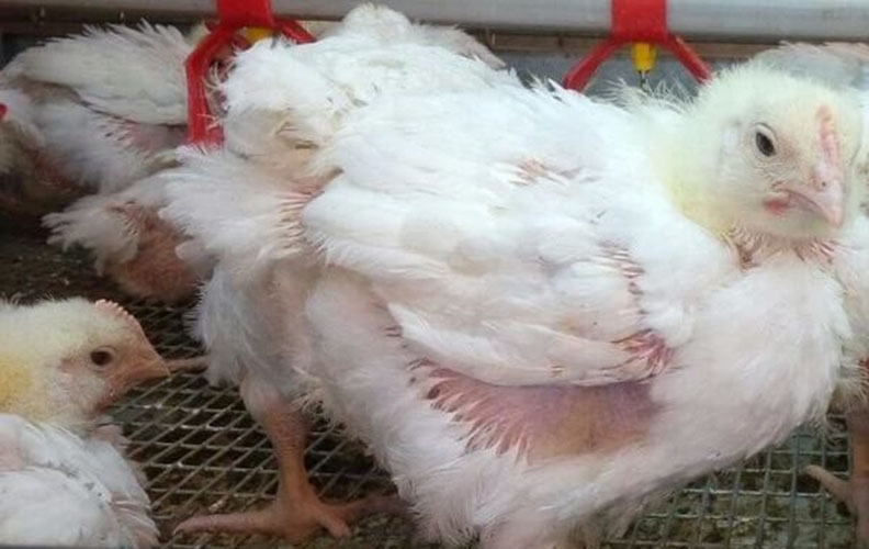 Цыплята супер ник