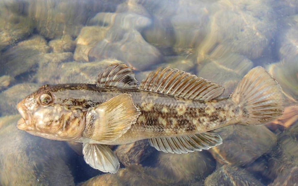 внешний вид быка