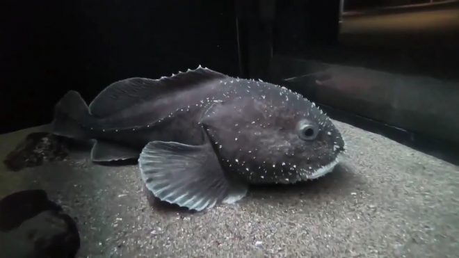 красивая рыбка