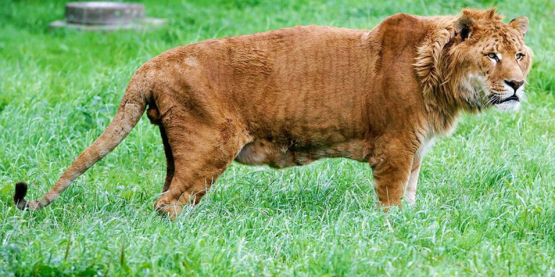 Самые большие тигры в мире: топ-10 самых крупных особей