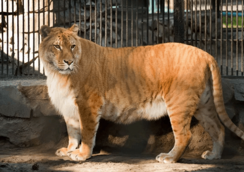 Самые большие тигры в мире: топ-10 самых крупных особей