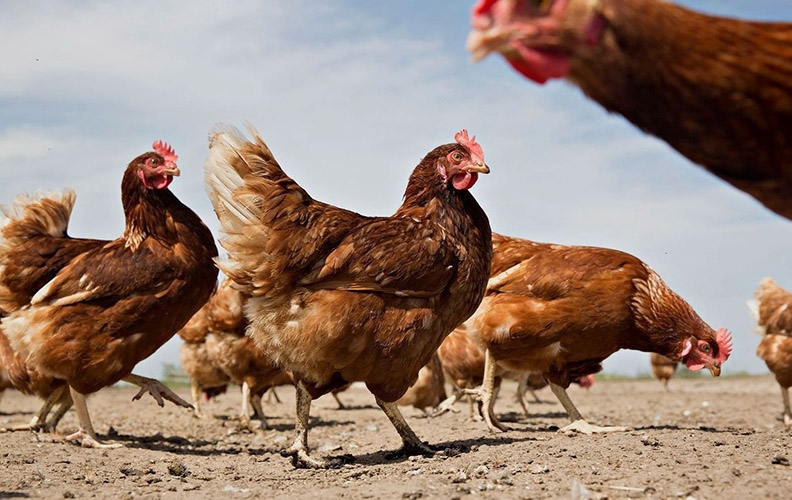 Куриная бритва