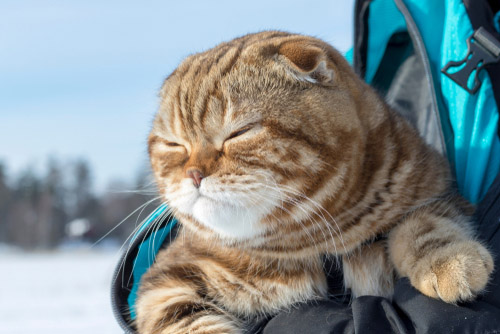 кот на прогулке