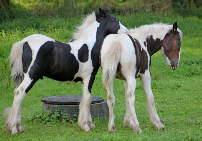 Маленькие тинкеры