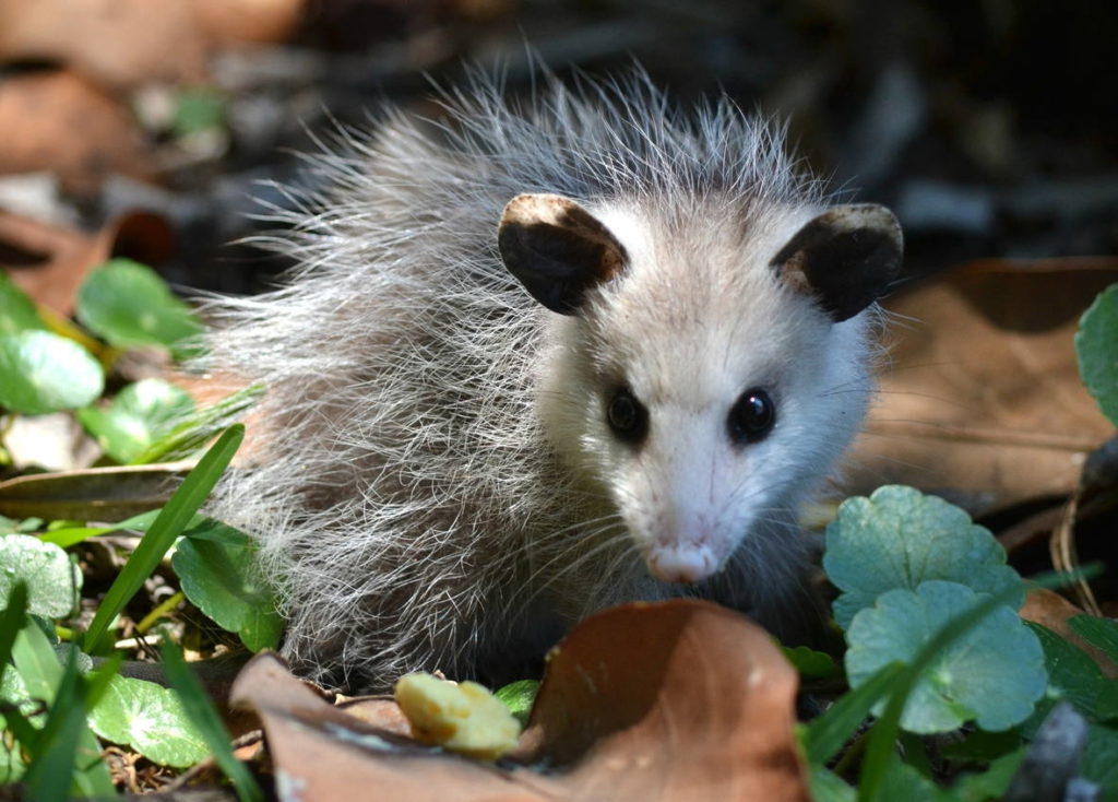 Северный виргинский опоссум - Didelphis virginiana
