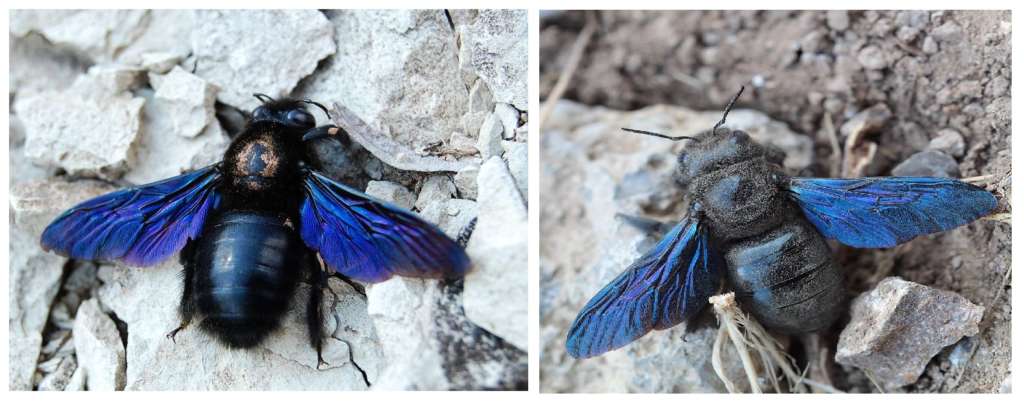 Фиолетовый шмель