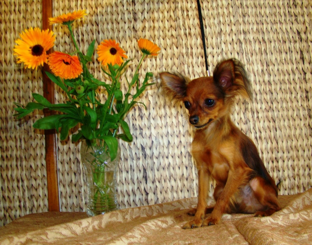 стандарт породы той-терьер