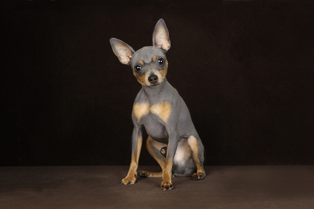 той терьер описание породы картинка сколько живут