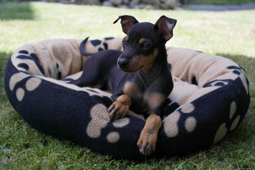 гладкошерстный русский той-терьер