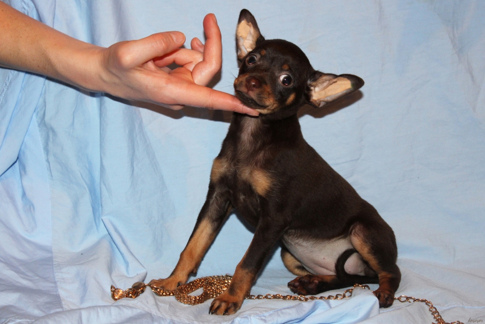 стандарт породы той-терьер