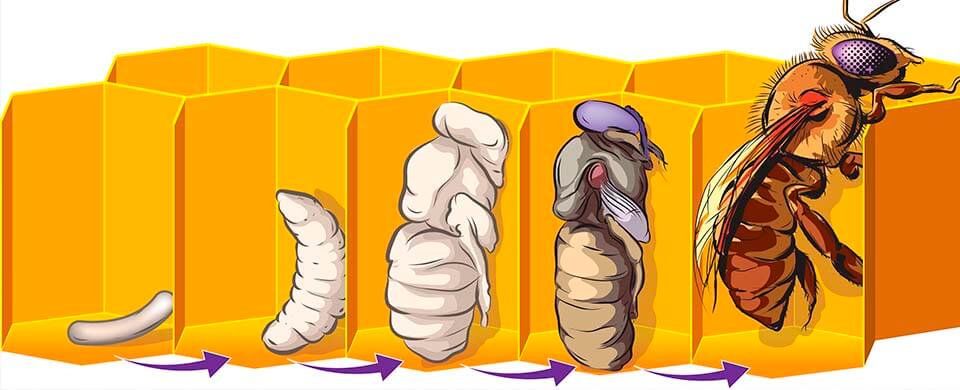 Трутень и его значение в пчелиной семье