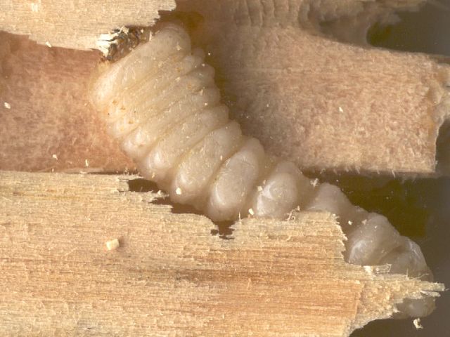 Жук дровосек - описание, питание, как выглядит, статус в красной книге