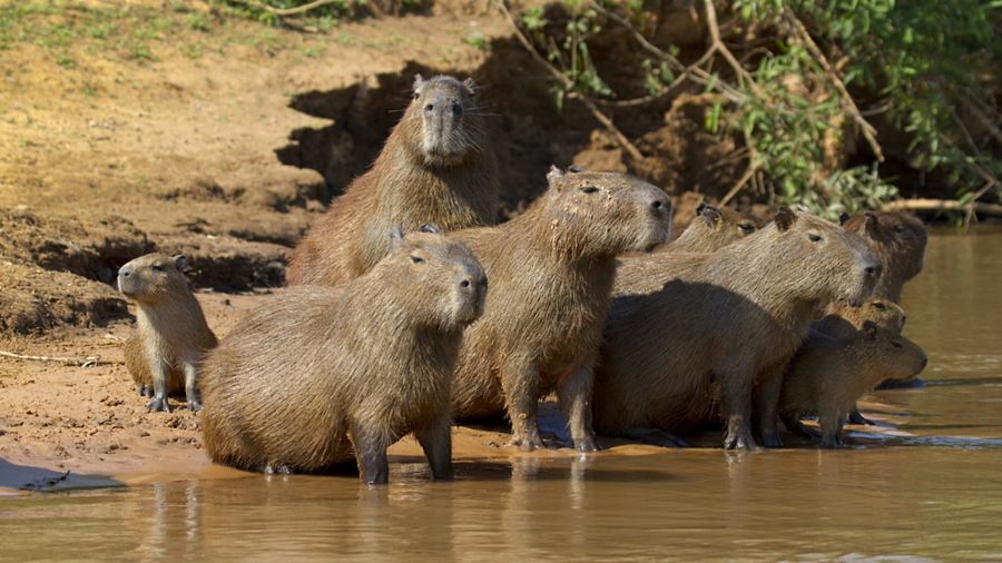 как выглядит капибара