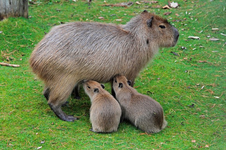 Капибара персонаж