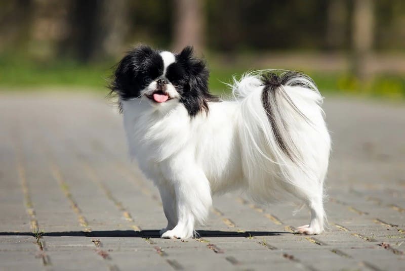 Маленькие породы собак