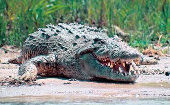 Нильский крокодил
